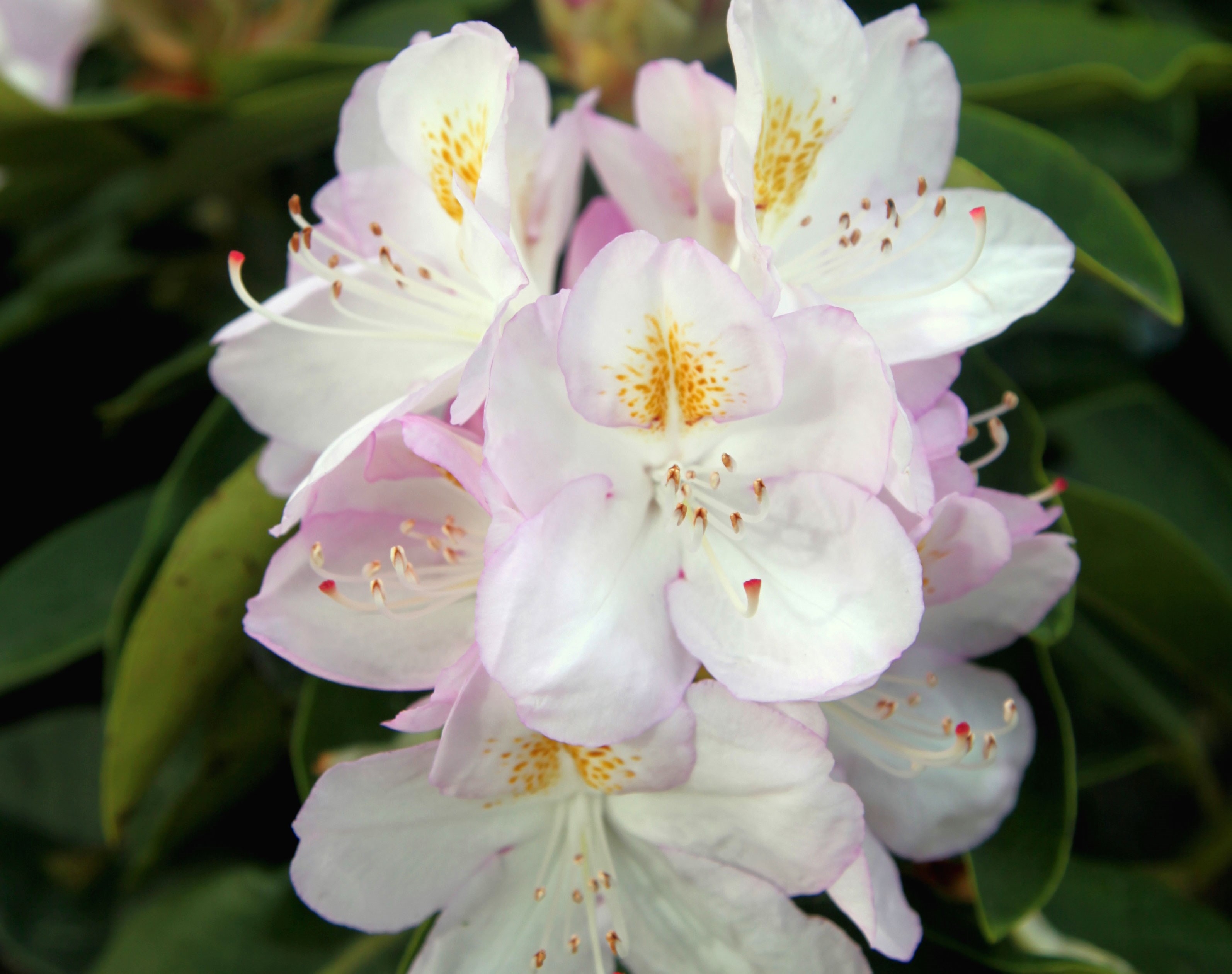 Rhododendron 'Gomer Waterer' (hybrid rhododendron)