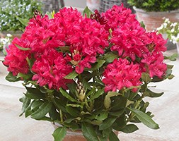 Rhododendron 'Nova Zembla' (hybrid rhododendron)