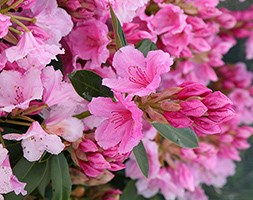 hybrid rhododendron (syn. Pink pearl)