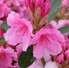 hybrid rhododendron (syn. Pink pearl)