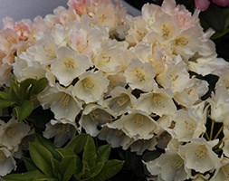 Rhododendron 'Golden Torch' (rhododendron)