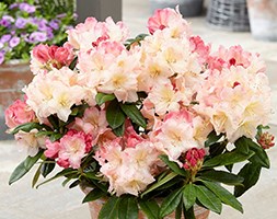 Rhododendron 'Percy Wiseman' (rhododendron)