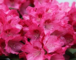 Rhododendron 'Sneezy' (rhododendron)