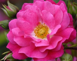 Rosa Pink Flower Carpet ('Noatraum') (PBR) (ground cover rose)