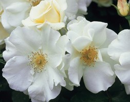 Rosa Flower Carpet White ('Noaschnee') (PBR) (ground cover rose)