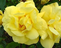 Rosa Flower Carpet Sunshine ('Noason') (PBR) (ground cover rose)