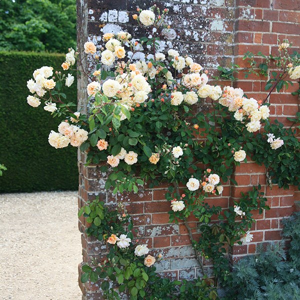 rose Buff Beauty (hybrid musk)