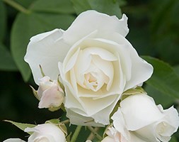 Rosa Iceberg ('Korbin') (rose Iceberg  (bush floribunda))