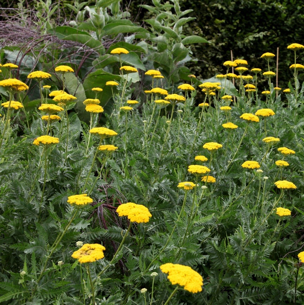yarrow