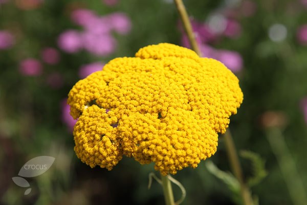 yarrow