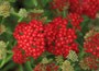 Yarrow