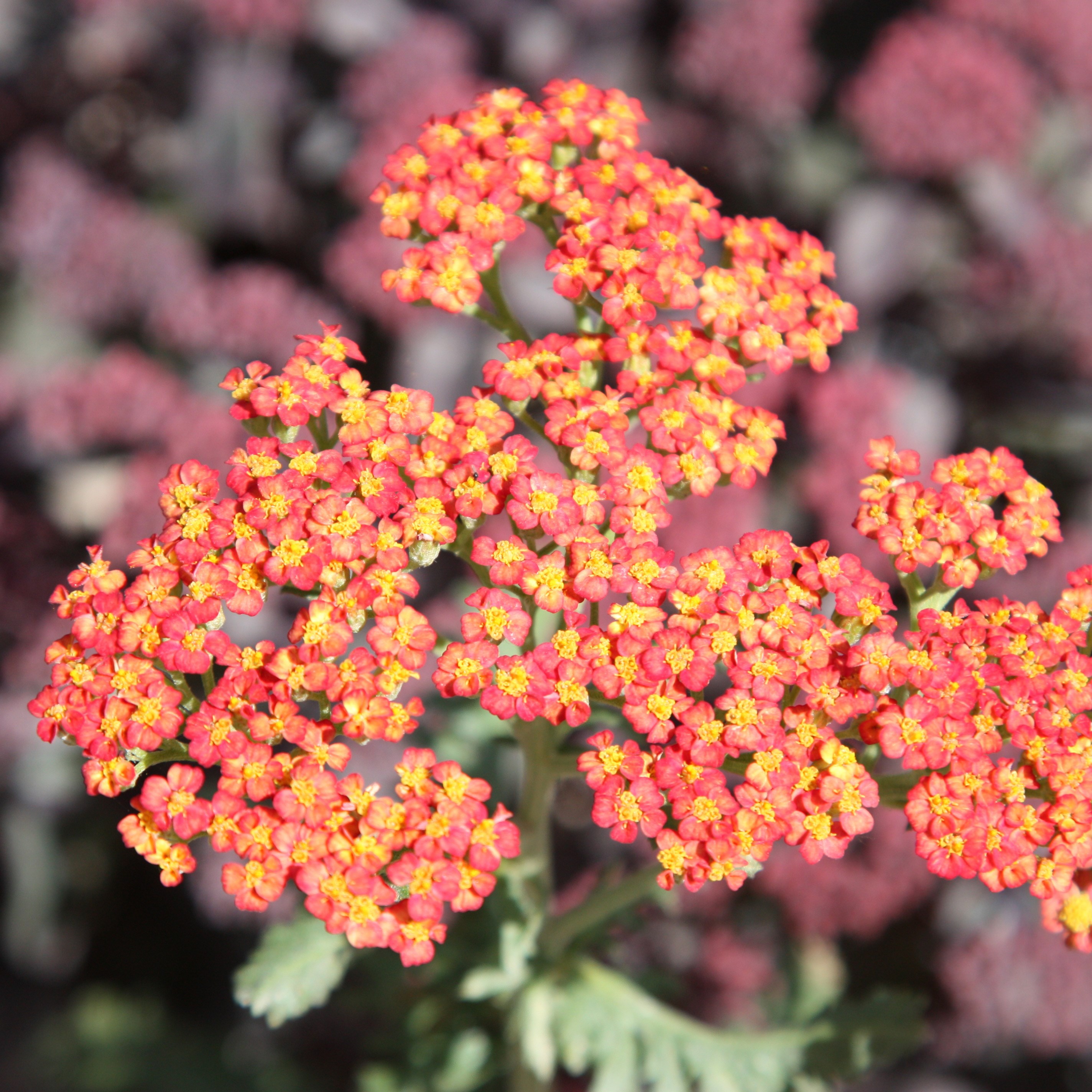 Achillea Walther Funcke