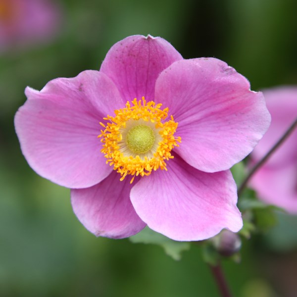 Japanese anemone Japanese anemone