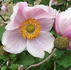 Japanese anemone