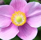 Japanese anemone