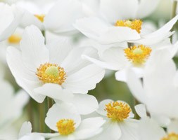 Anemone sylvestris (snowdrop anemony, snowdrop windflower)