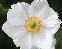 Anemone x  hybrida 'Honorine Jobert' (Japanese anemone)