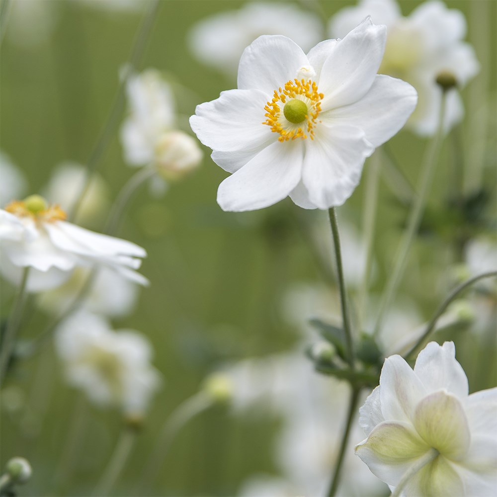 Japanese anemone