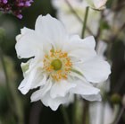 Japanese anemone