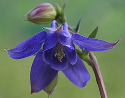 Alpine Columbine