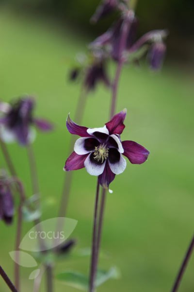 granny's bonnet (syn Magpie ) granny's bonnet (syn Magpie )