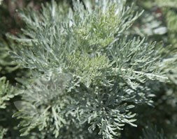 Artemisia absinthium 'Lambrook Silver' (Wormwood)
