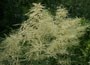Goatsbeard