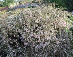 aster