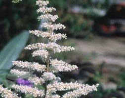 Astilbe 'Deutschland' (japonica hybrid) (False goatsbeard)