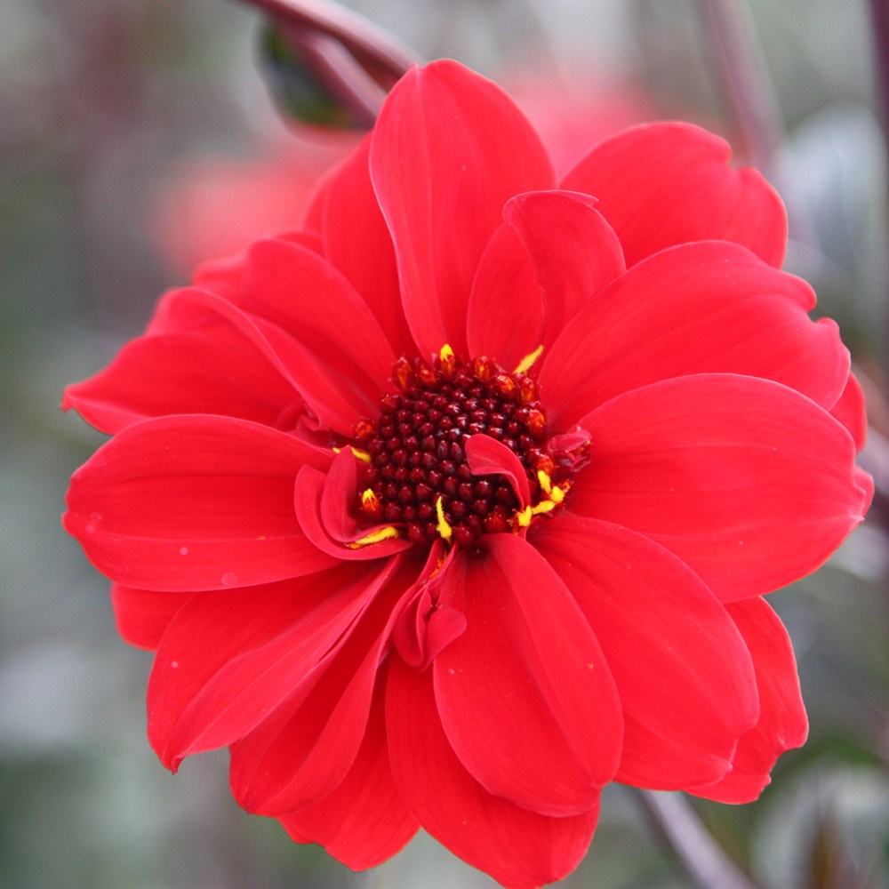 dahlia