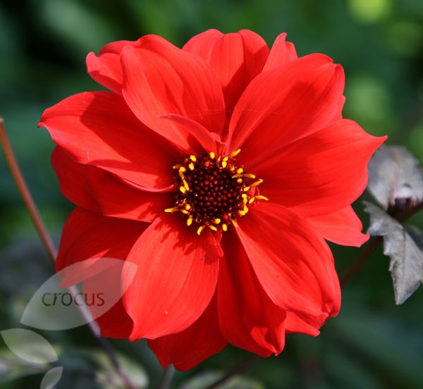 dahlia