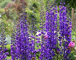 Delphinium 'Black Knight Group' (delphinium)