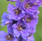 delphinium