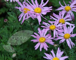 Florist's Chrysanthemum