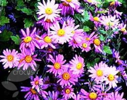 Florist's Chrysanthemum
