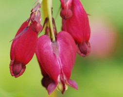 Dicentra 'Bacchanal' (bleeding heart)