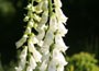 Foxglove
