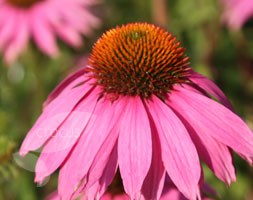 Echinacea purpurea 'Magnus' (coneflower)