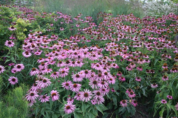 coneflower