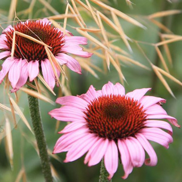 coneflower