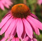 coneflower