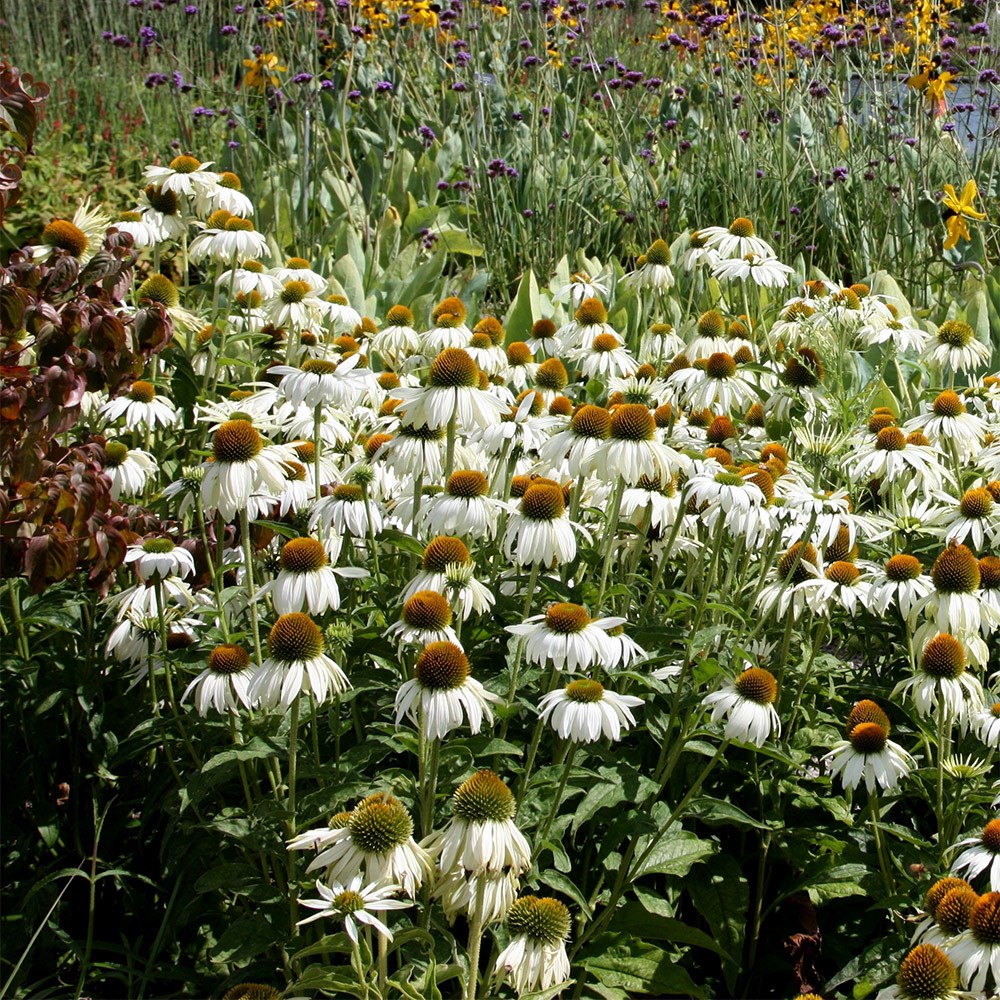 coneflower coneflower