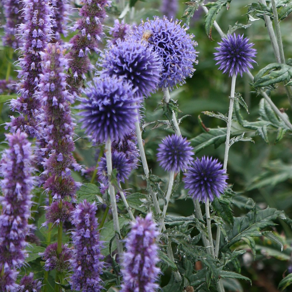 globe thistle globe thistle