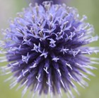 globe thistle