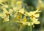Barrenwort