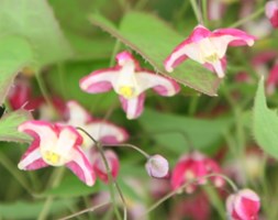 Epimedium x rubrum (bishops hat)