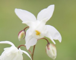 Epimedium x youngianum 'Niveum' (barrenwort)