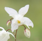 barrenwort