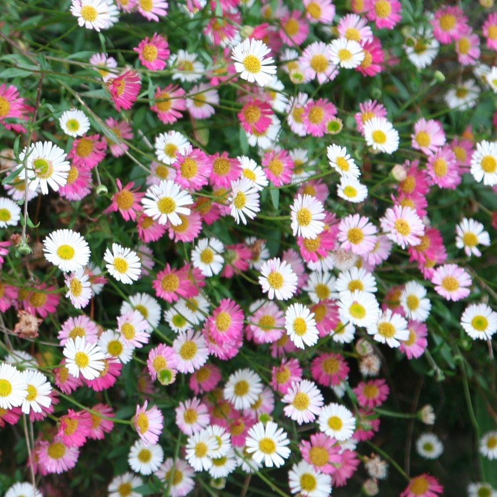 Mexican fleabane Mexican fleabane