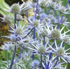 sea holly